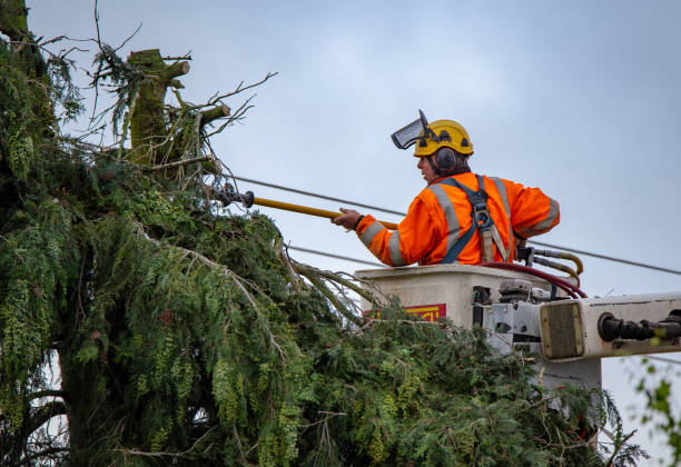 Professional Tree Services in Brackenridge, PA