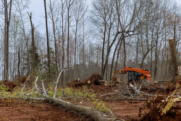 How Our Tree Care Process Works  in  Brackenridge, PA